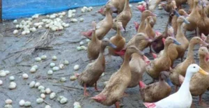 খামার থেকে হাঁস চুরি আওয়ামী লীগ নেতা আটক